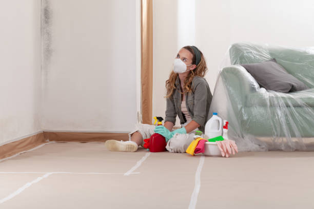 Reliable Mold Removal contractor in Mattapan, MA by WQB Mold Removal