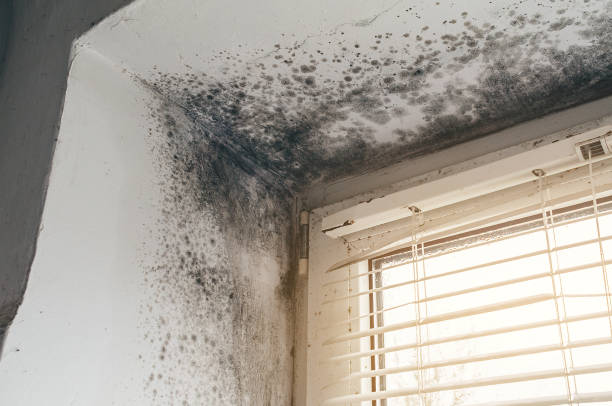 Affordable Mold Removal solutions in Mattapan, MA